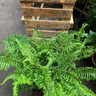 Dryopteris 'The King' (Fern) - 10ltr pot