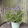 Lavender angustifolia 'Hidcote' - 3ltr pot