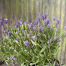 Lavender angustifolia 'Hidcote' - 3ltr pot