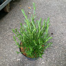 Rosemary 'Tuscan Blue' (Rosmarinus) - 3ltr pot