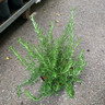 Rosemary Prostratus (Rosmarinus) - 3ltr pot