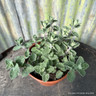 Catmint 'Six Hills Giant' (Nepeta)- 04.5cm pot