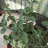 Catmint 'Six Hills Giant' (Nepeta)- 00cm pot