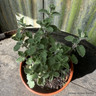 Catmint 'Six Hills Giant' (Nepeta)- 00cm pot