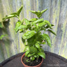 Sweet Basil - 11cm