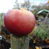 Apple 'Spartan' 1yr feathered maiden tree on MM106 rootstock