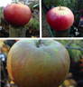 Family Apple 'Katy/Spartan/Russet' 2/3yr tree on MM106 rootstock