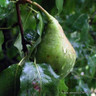 Family Pear 'Beurre hardy, Comice, Conference' 2/3yr tree on Quince A rootstock