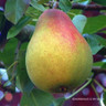 Family Pear 'Beurre hardy, Comice, Conference' 2/3yr tree on Quince A rootstock