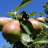 Family Pear 'Beurre hardy, Comice, Conference' 2/3yr tree on Quince A rootstock