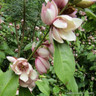 Magnolia 'Fairy Blush' OFFER