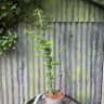 Coronilla emerus (Hippocrepis emerus) - 3ltr pot