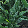 Hosta 'Praying Hands' - 3ltr pot