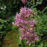 Thalictrum 'Hewitts Double' - 2L