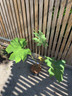 Tetrapanax 'Rex'