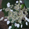 Schizophragma hydrangeoides 'Snow sensation'