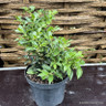 Sarcococca confusa - 3ltr pot