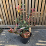 Photinia 'Pink Marble' - 5ltr pot