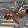 Photinia 'Pink Marble' - 5ltr pot