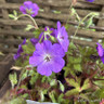 Geranium Rozanne - 3L