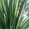 Phormium 'Apricot Queen' - 7.5ltr