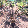 Phormium 'Rainbow Queen' - 10ltr