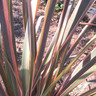 Phormium 'Rainbow Queen' - 10ltr