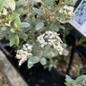 Olearia haastii (Daisy Bush) - 3ltr