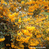 Berberis darwinii (Darwin's barberry) - 10ltr