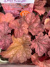 Heuchera 'Berry Smoothie ' - 3ltr pot