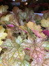 Heuchera 'Ginger Ale' - 3ltr pot