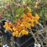 Berberis darwinii (Darwin's Barberry) - 5ltr
