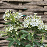 Choisya ternata - 5ltr