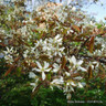 Amelanchier canadensis (multi-stemmed) - 10ltr