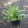 Euonymus 'Emerald & Gold' - 5ltr