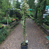 Hedera helix 'Goldheart' (Ivy) - 5ft cane