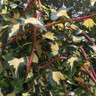 Hedera helix 'Goldheart' (Ivy) - 5ft cane
