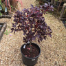 Cotinus 'Royal Purple' (Smoke bush) - 15ltr
