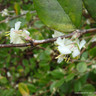 Lonicera fragrantissima (Winter Honeysuckle) - 3L