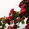 Crataegus 'Paul’s Scarlet' BAREROOT