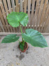 Alocasia green