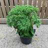 Sedum 'Herbstfreud' (syn. 'Autumn Joy')