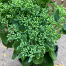 Sedum 'Herbstfreud' (syn. 'Autumn Joy')