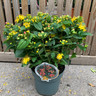 Hypericum 'Miracle Blossom'