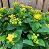 Hypericum 'Miracle Blizz'