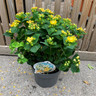 Hypericum 'Miracle Blizz'