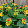 Hypericum 'Miracle Attraction'