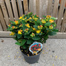 Hypericum 'Miracle Attraction'