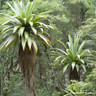 Cordyline 'Indivisa'