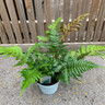 Dryopteris erythrosora (Fern) 5ltr pot